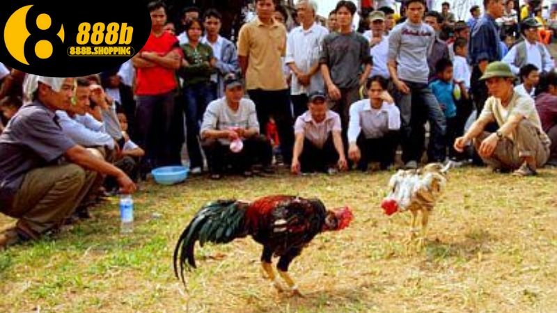 Đá Gà Ao Làng - Khám Phá Bản Sắc Văn Hóa Đặc Trưng Việt Nam 3 da-ga-ao-lang-2