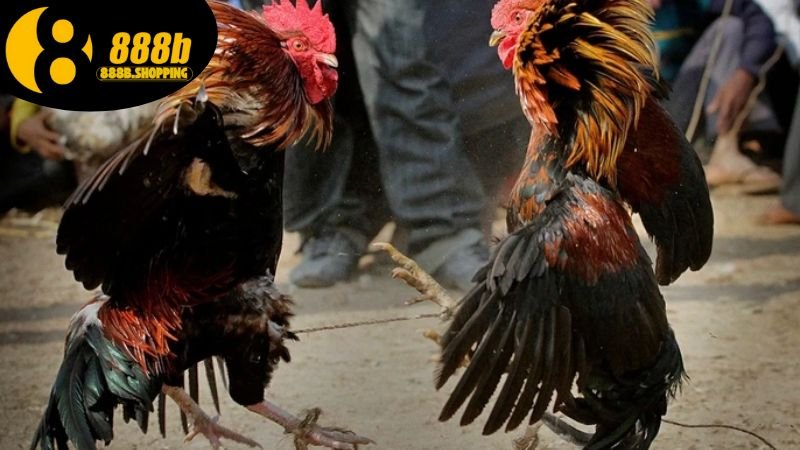 Đá Gà Ao Làng - Khám Phá Bản Sắc Văn Hóa Đặc Trưng Việt Nam 4 da-ga-ao-lang-3