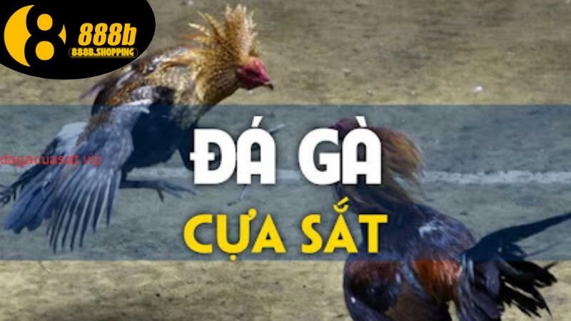 Đá Gà Cựa Sắt Thomo: Sân Chơi Của Nghệ Thuật Và Truyền Thống 2 da-ga-cua-sat-thomo-1