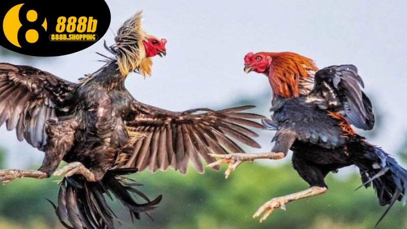 Đá Gà Cựa Sắt Thomo: Sân Chơi Của Nghệ Thuật Và Truyền Thống 4 da-ga-cua-sat-thomo-3