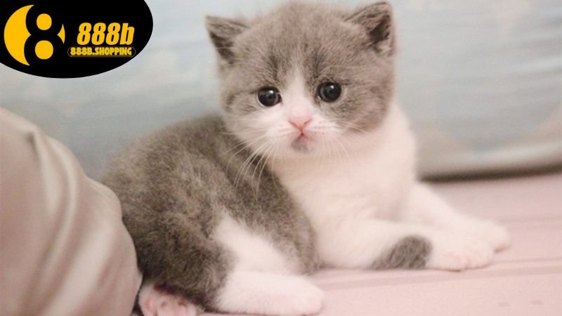 Mơ Thấy Mèo - Khám Phá Ý Nghĩa Và Những Dấu Hiệu Từ Giấc Mơ 4 mo-thay-meo-3