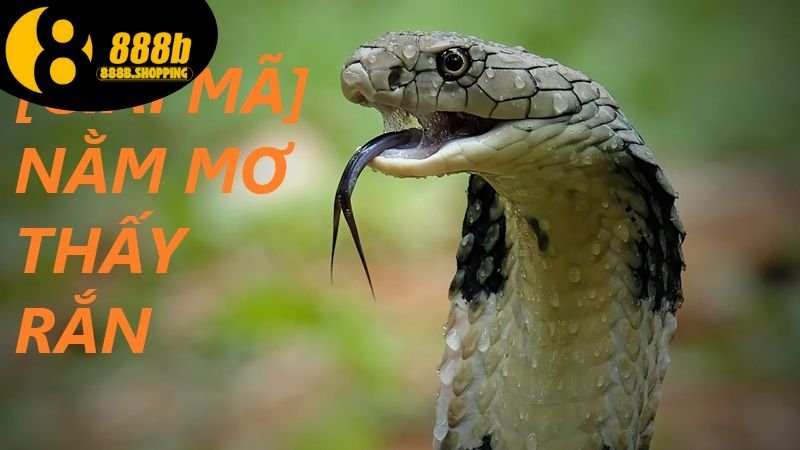 Mơ Thấy Rắn - Khám Phá Ý Nghĩa Và Những Con Số May Mắn 2 mo-thay-ran-1